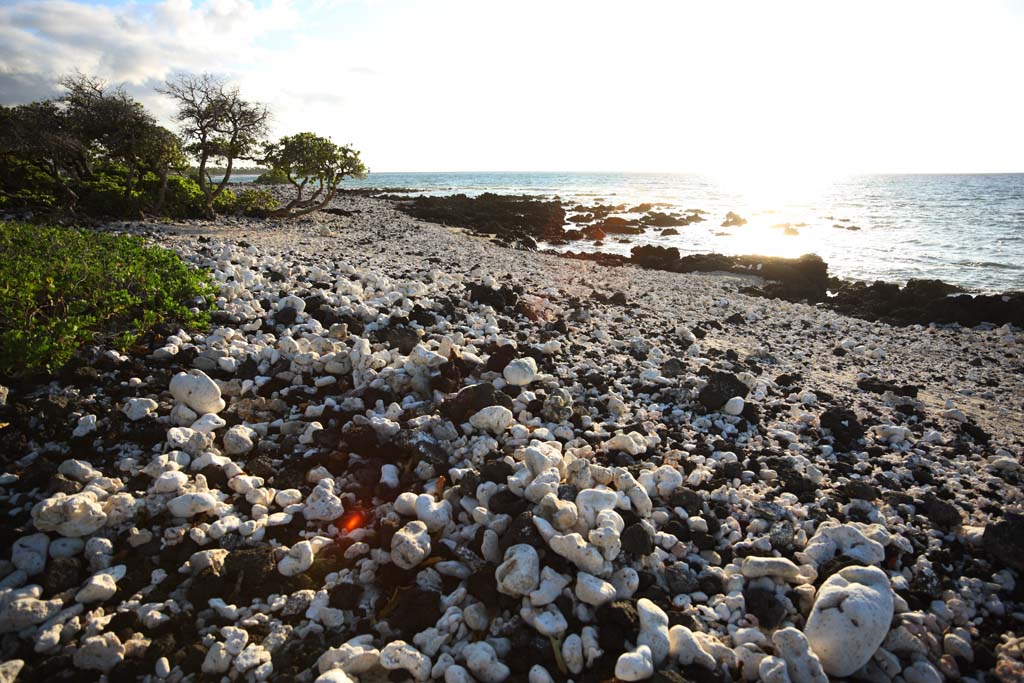 photo, la matire, libre, amnage, dcrivez, photo de la rserve,Blanc et le rivage noir, Lave, Corail, vague, pays du sud