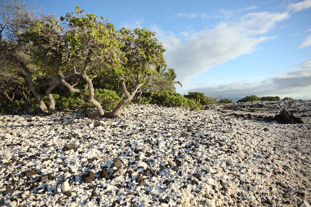 foto,tela,gratis,paisaje,fotografa,idea,Blanco y la orilla negra, Lava, Coral, Cielo azul, Pas del sur