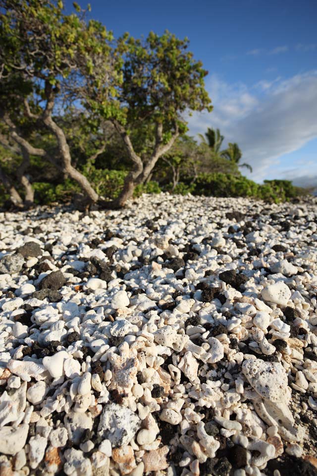 fotografia, material, livra, ajardine, imagine, proveja fotografia,Branco e a costa preta, Lava, Coral, cu azul, pas sulista