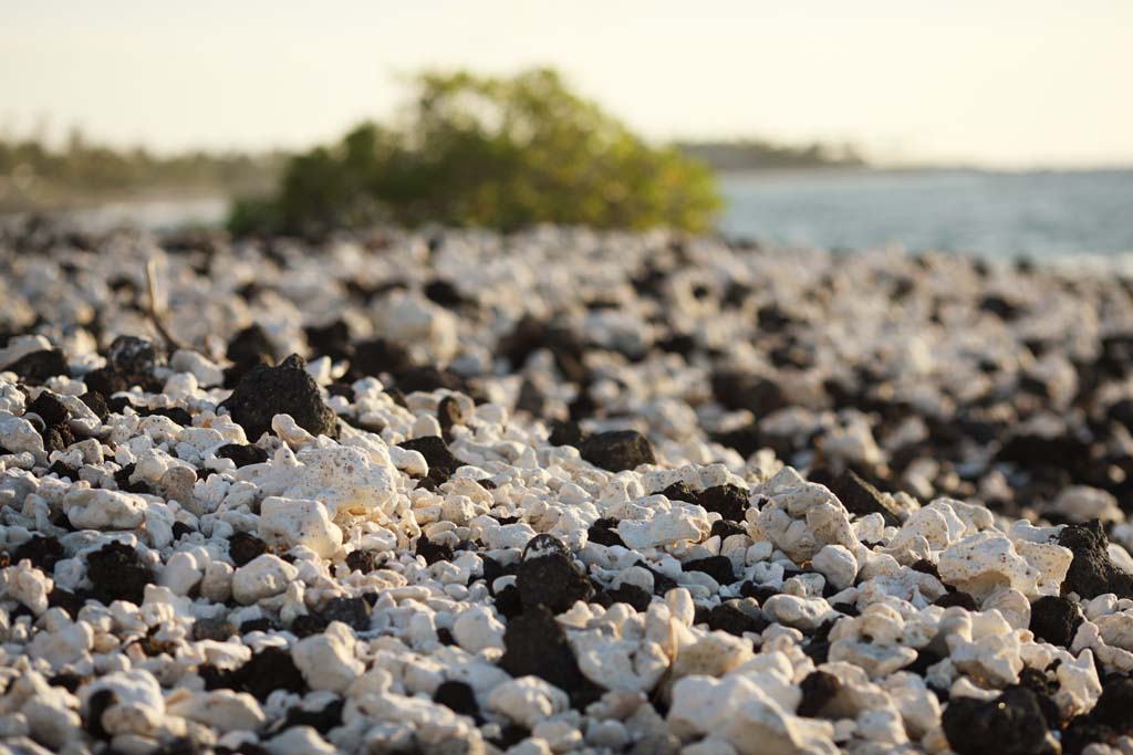 fotografia, material, livra, ajardine, imagine, proveja fotografia,Branco e a costa preta, Lava, Coral, onda, pas sulista