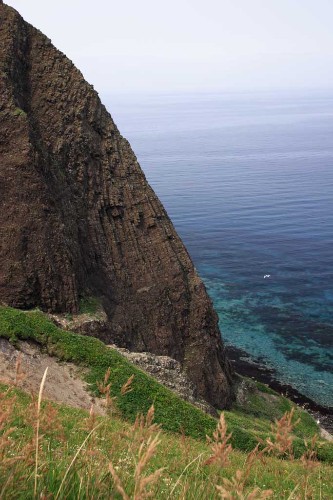 photo,material,free,landscape,picture,stock photo,Creative Commons,Cliff and a sea, coast, bird, bird's nest, sea