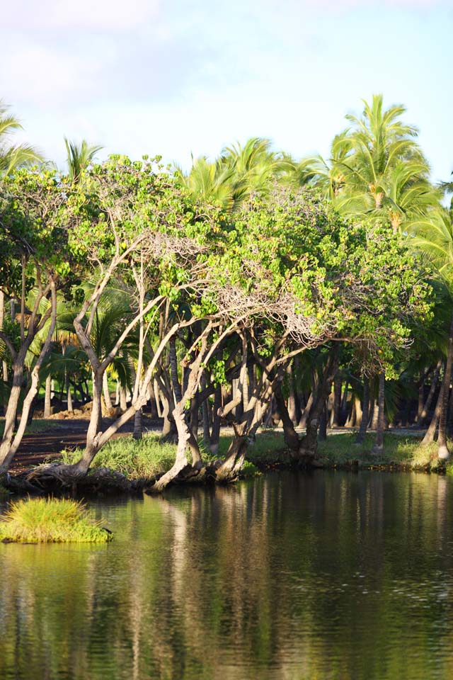 foto,tela,gratis,paisaje,fotografa,idea,Libra de pez de MaunaLani, Lava, Un altar, Laguna, Pesquera