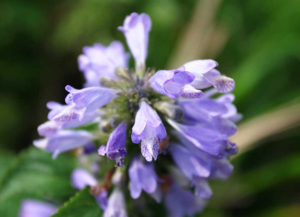 Foto, materiell, befreit, Landschaft, Bild, hat Foto auf Lager,Misogawaso-Blumen, Misogawaso-Blume, schn, , wildes Gras