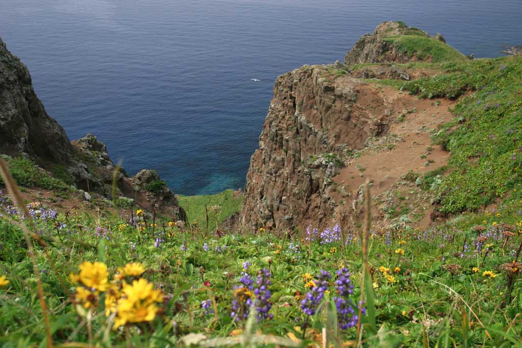 Foto, materiell, befreit, Landschaft, Bild, hat Foto auf Lager,Gorota-Umhang, Kste, Blume, Klippe, Meer