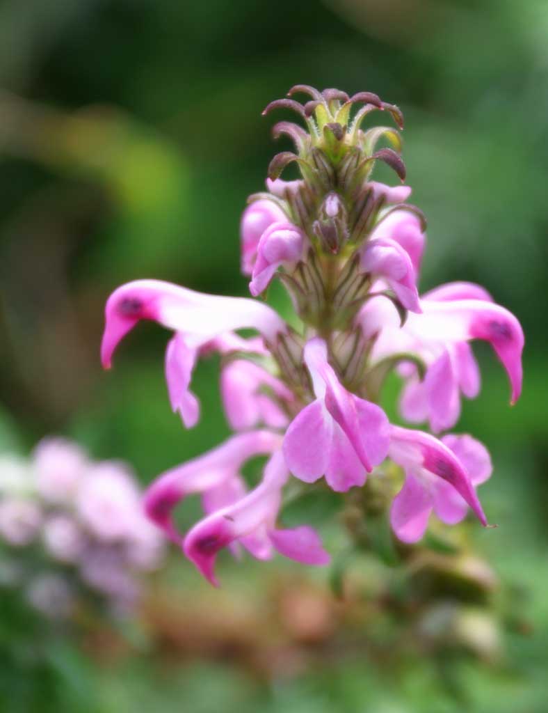 foto,tela,gratis,paisaje,fotografa,idea,Pequeas flores magenta., Hierba salvaje, Rojo purpreo, Hermoso, 