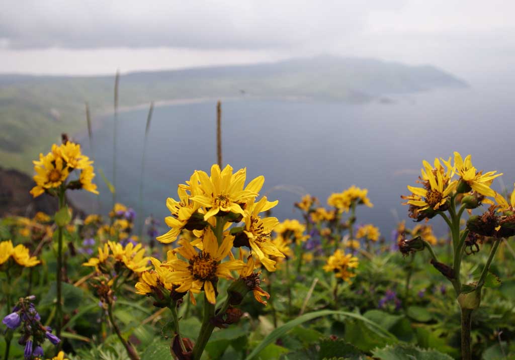 Foto, materiell, befreit, Landschaft, Bild, hat Foto auf Lager,Flower legte von Toge-buki ab, wildes Gras, butterbur, schn, 