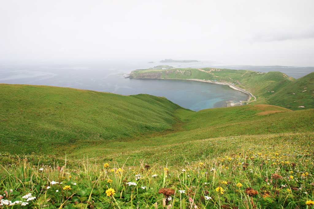 photo, la matire, libre, amnage, dcrivez, photo de la rserve,La fleur a class, cte, champ de la fleur, prairie, mer