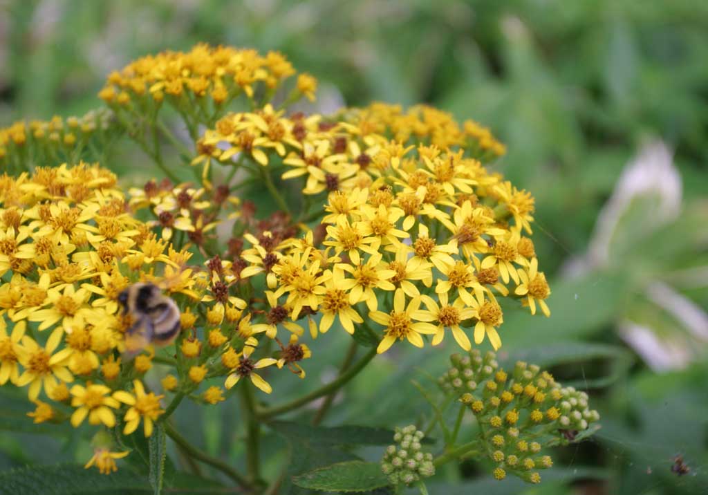 Foto, materieel, vrij, landschap, schilderstuk, bevoorraden foto,Kleine gele bloemen, Wild gras, Geel, Prachtig, 