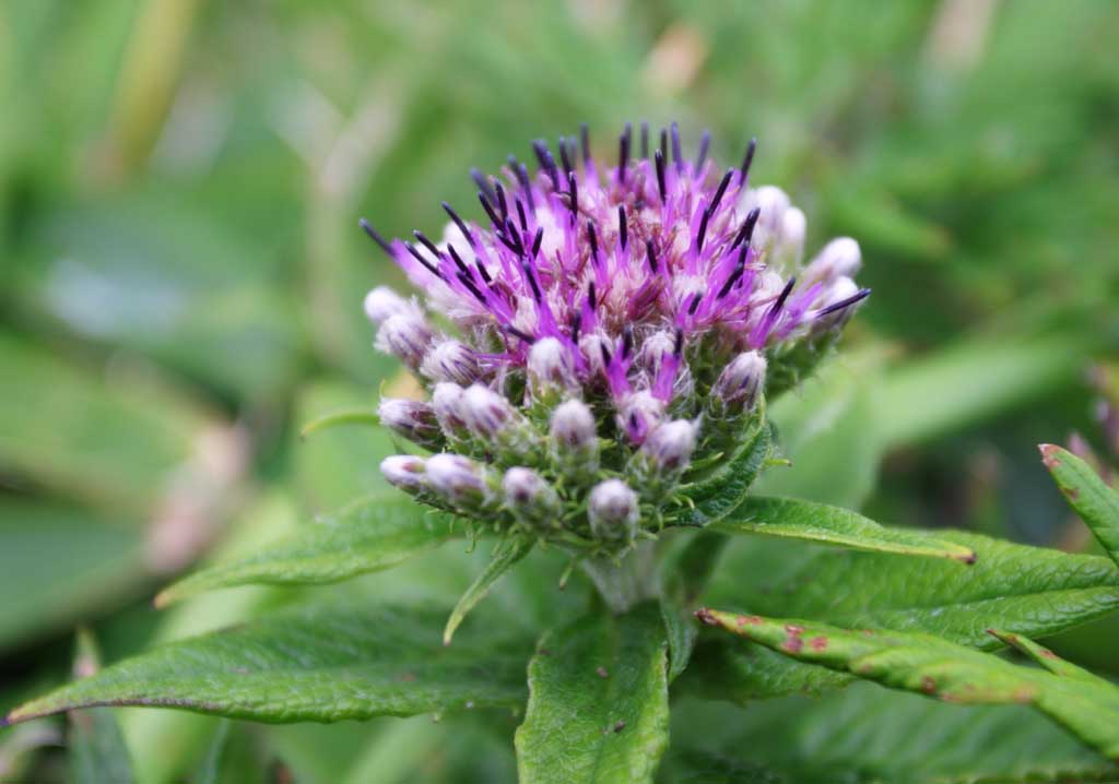 fotografia, materiale, libero il panorama, dipinga, fotografia di scorta,Piccolo imporpori fiori, erba selvatica, imporpori, bello, 