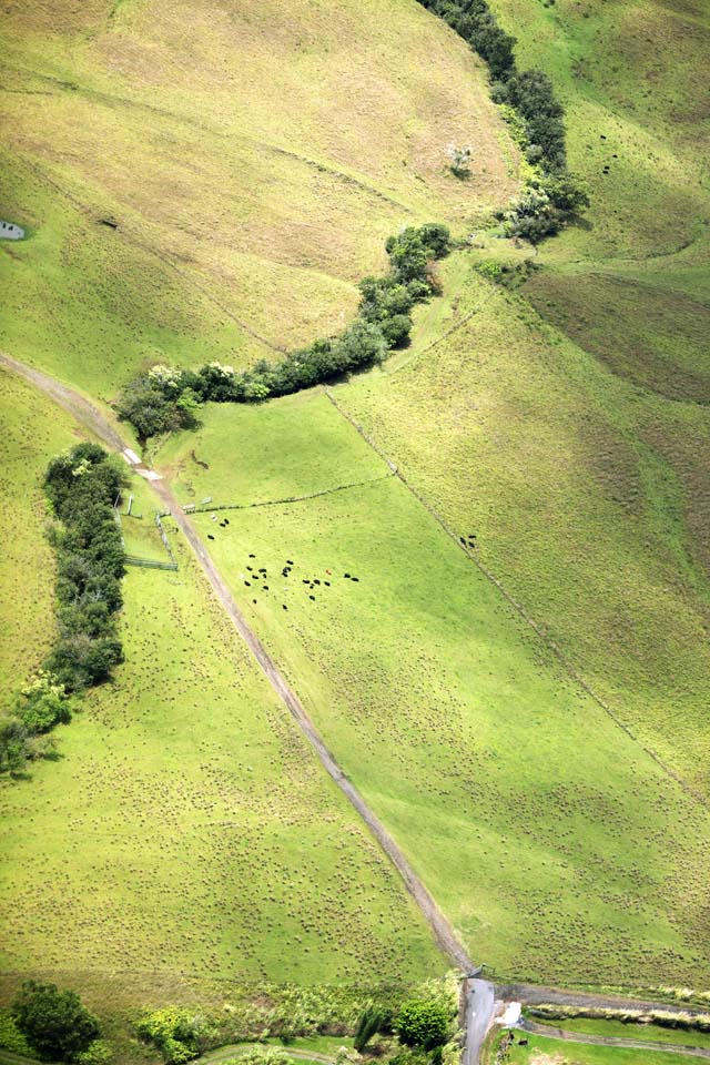 photo,material,free,landscape,picture,stock photo,Creative Commons,Hawaii Island ranch, The forest, cow, ranch, nap