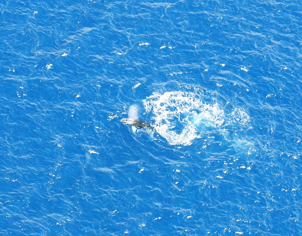 fotografia, materiale, libero il panorama, dipinga, fotografia di scorta,Humpback Whale, , , , 