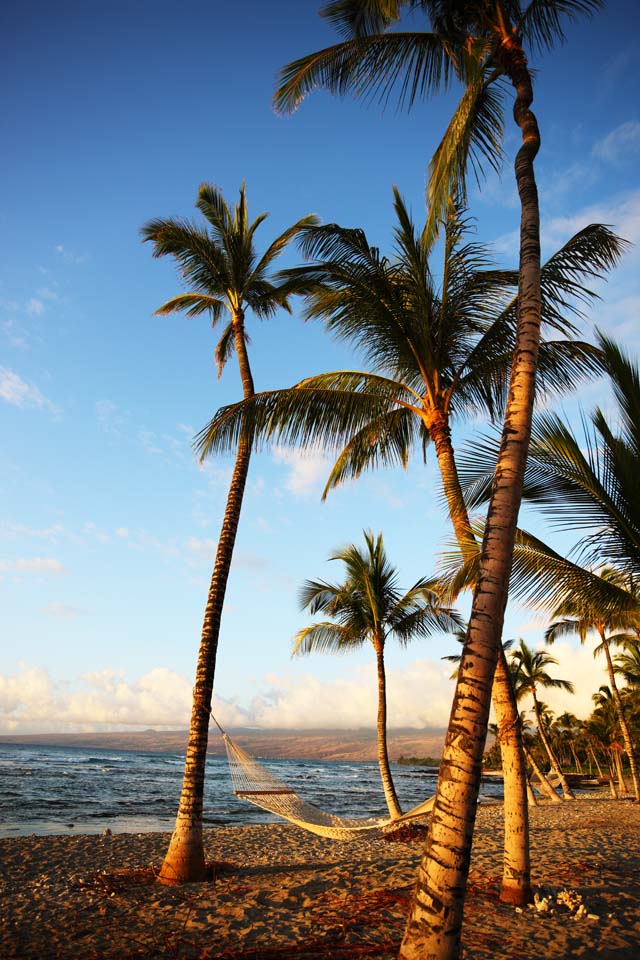 fotografia, materiale, libero il panorama, dipinga, fotografia di scorta,Amaca Isola delle Hawaii, , , , 