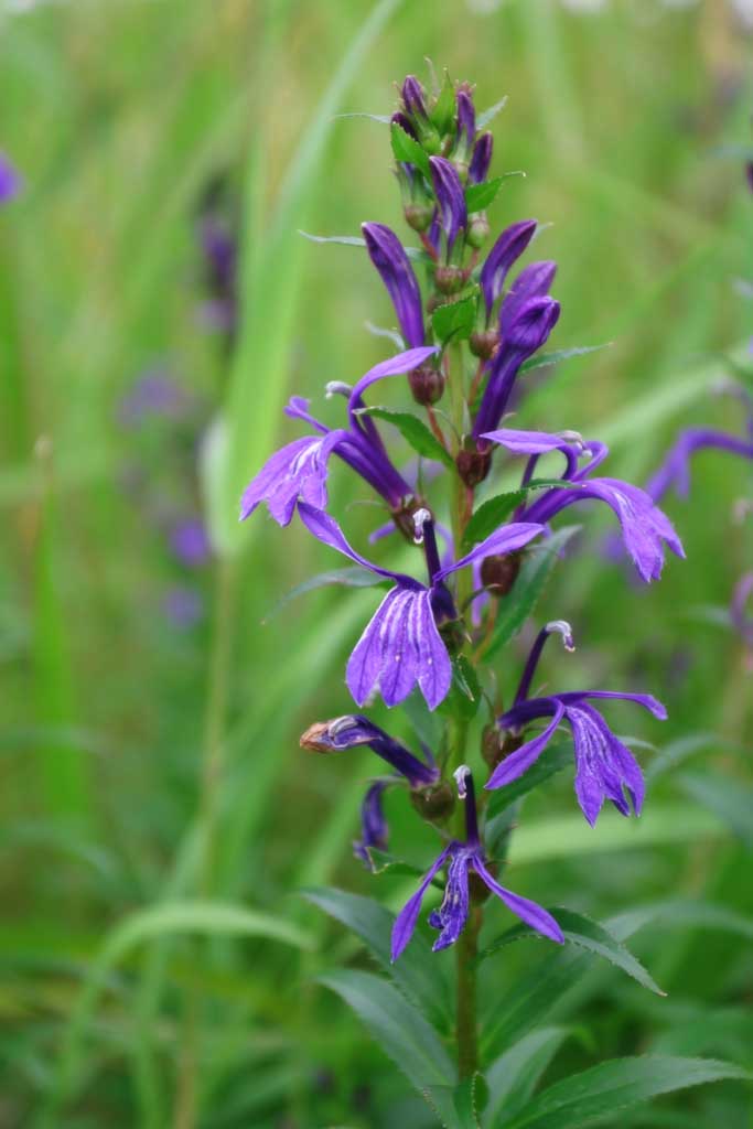 photo, la matire, libre, amnage, dcrivez, photo de la rserve,Fleurs pourpres, bleutre-pourpre, tang, berge, fleur