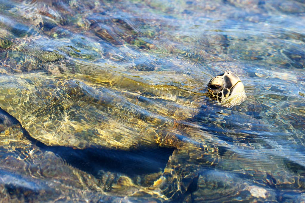 foto,tela,gratis,paisaje,fotografa,idea,La Isla de Hawaii Tortugas Marinas, , , , 