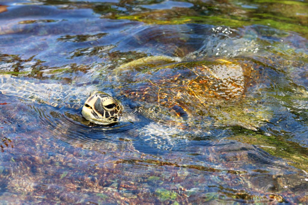 Foto, materieel, vrij, landschap, schilderstuk, bevoorraden foto,Hawaii Island Zeeschildpad, , , , 