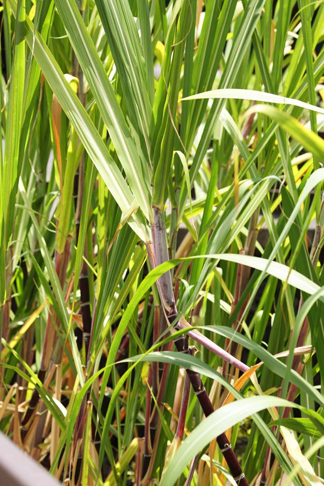 photo,material,free,landscape,picture,stock photo,Creative Commons,sugar cane, , , , 