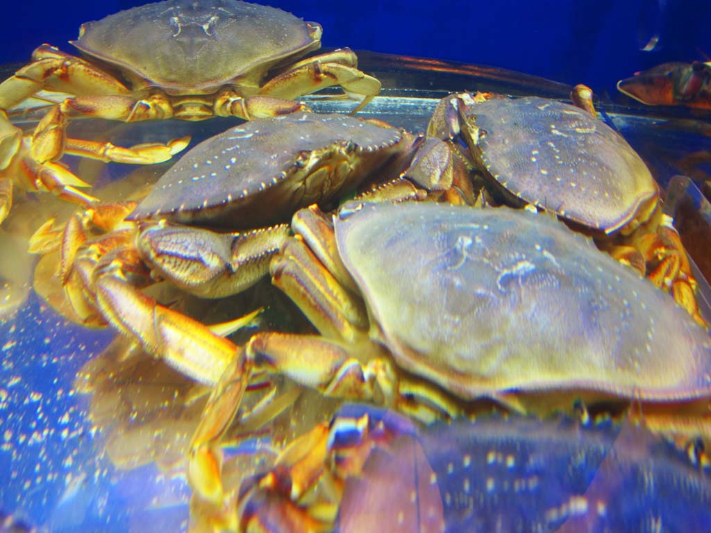 photo,material,free,landscape,picture,stock photo,Creative Commons,crab, , , , 