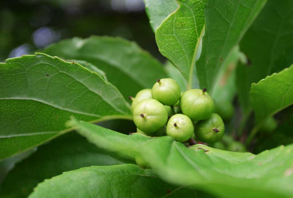 photo, la matire, libre, amnage, dcrivez, photo de la rserve,Baies, vert, rond, fruit, arbre