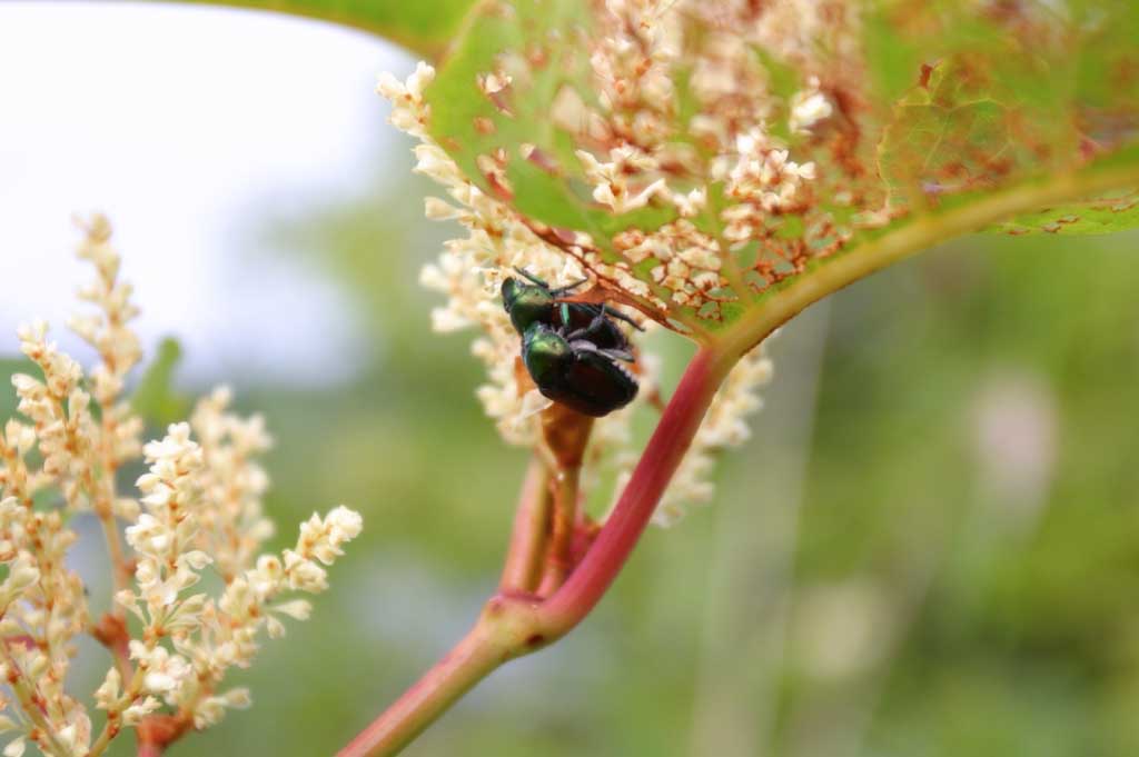 photo,material,free,landscape,picture,stock photo,Creative Commons,Mating beetles, green, mating, , 