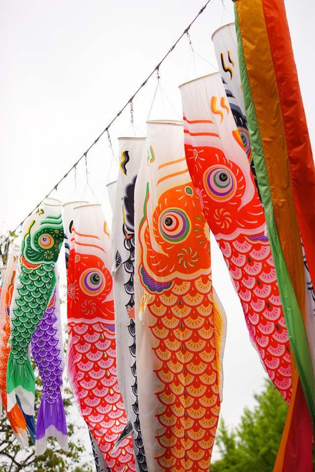 photo,material,free,landscape,picture,stock photo,Creative Commons,carp streamer, , , , 