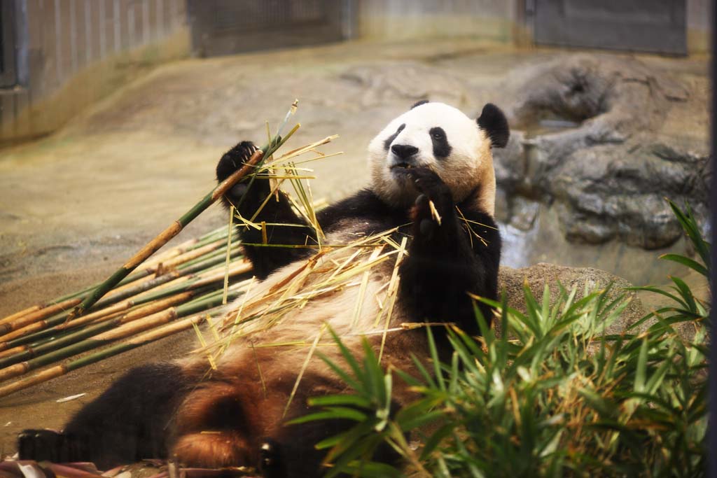 photo,material,free,landscape,picture,stock photo,Creative Commons,Giant panda, , , , 