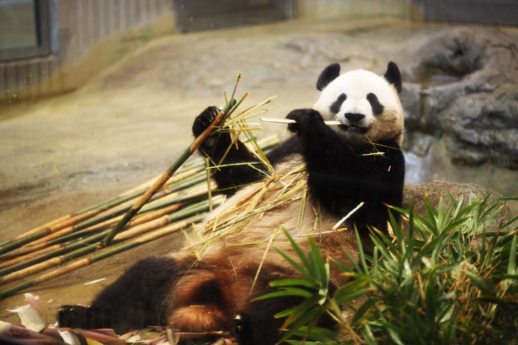 fotografia, materiale, libero il panorama, dipinga, fotografia di scorta,Panda gigante, , , , 