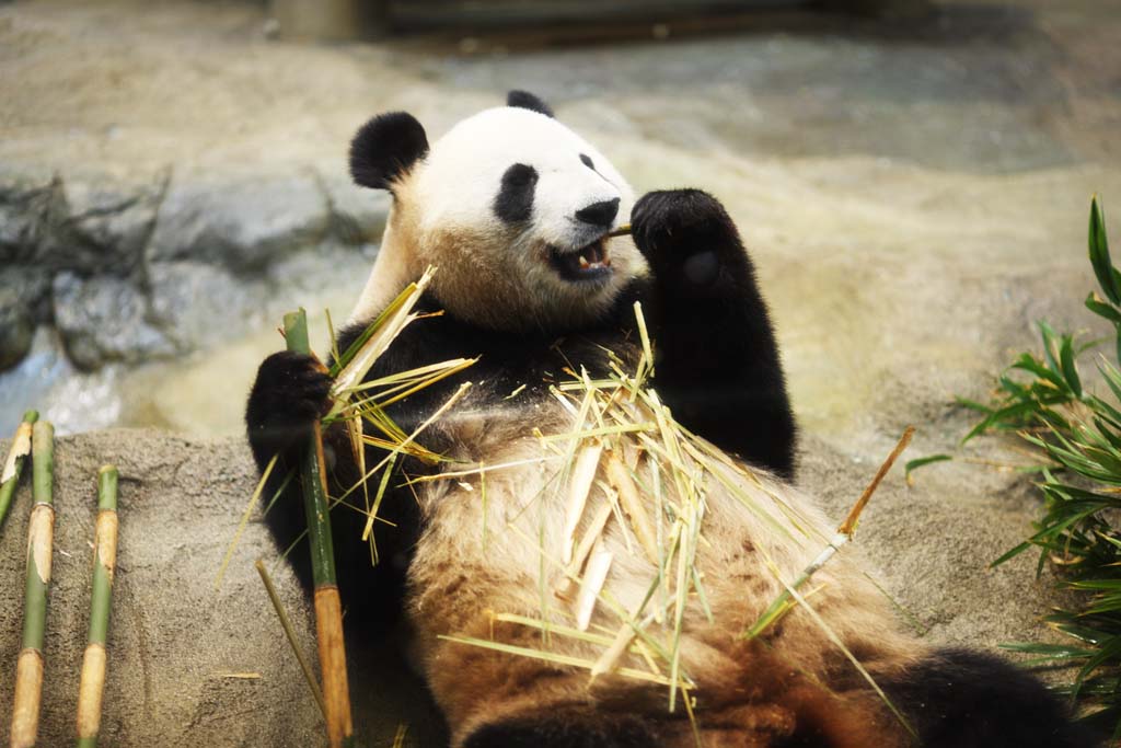 fotografia, materiale, libero il panorama, dipinga, fotografia di scorta,Panda gigante, , , , 