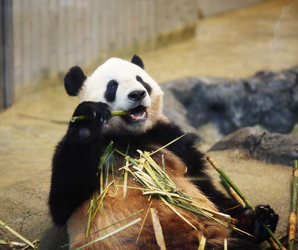 photo,material,free,landscape,picture,stock photo,Creative Commons,Giant panda, , , , 