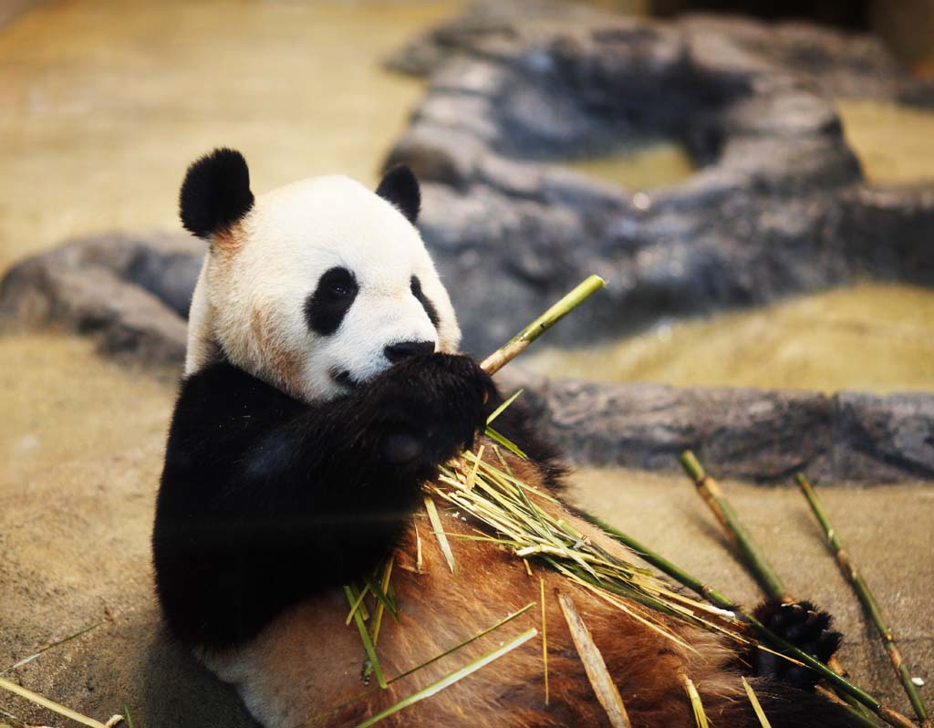 fotografia, materiale, libero il panorama, dipinga, fotografia di scorta,Panda gigante, , , , 