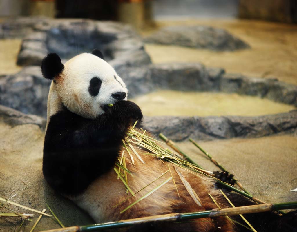 foto,tela,gratis,paisaje,fotografa,idea,Panda gigante, , , , 