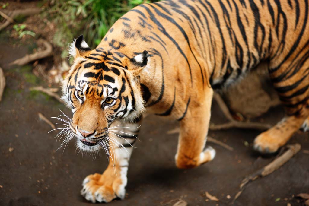 fotografia, materiale, libero il panorama, dipinga, fotografia di scorta,Tiger, , , , 