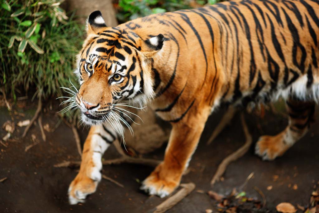 photo,material,free,landscape,picture,stock photo,Creative Commons,Tiger, , , , 