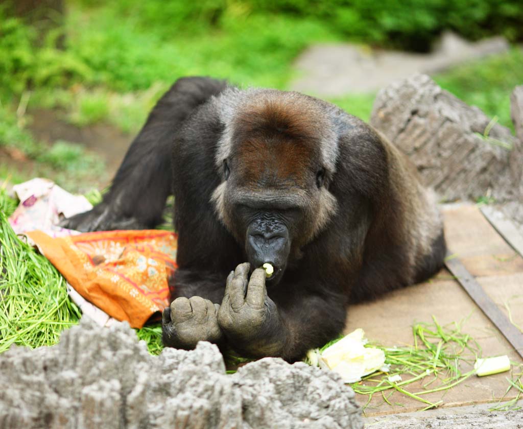 fotografia, materiale, libero il panorama, dipinga, fotografia di scorta,Gorilla, , , , 