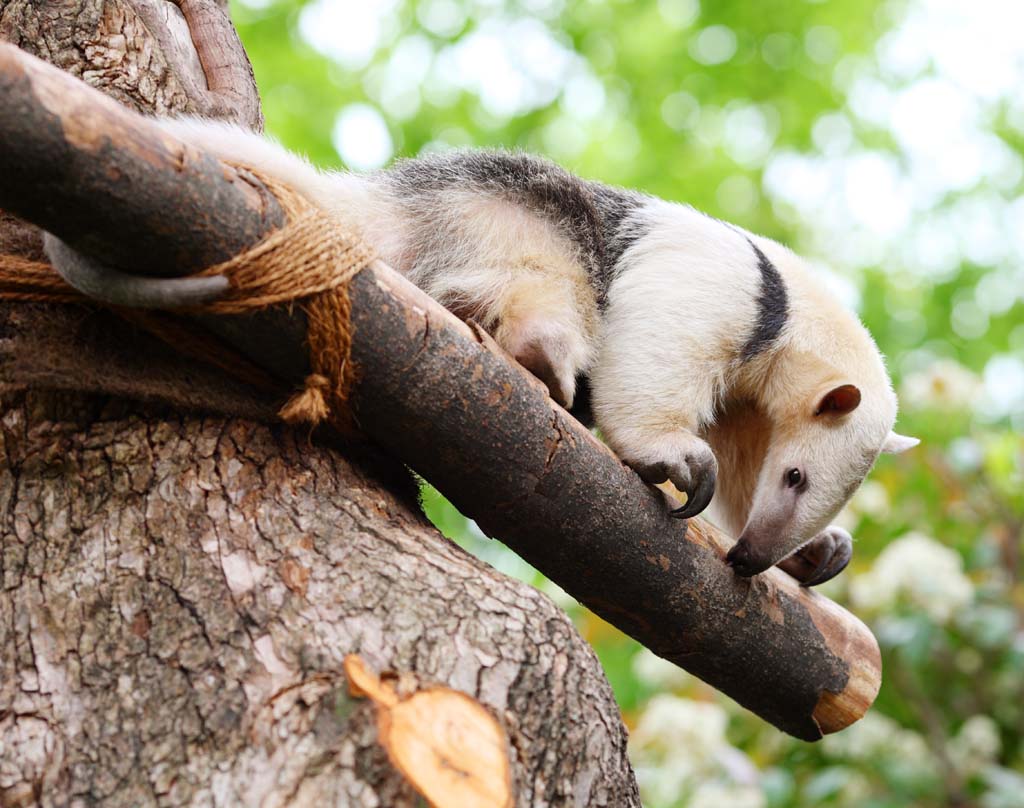 Foto, materiell, befreit, Landschaft, Bild, hat Foto auf Lager,Southern Tamandua, , , , 