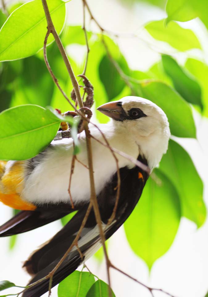 photo,material,free,landscape,picture,stock photo,Creative Commons,White-headed cows Weaver, , , , 