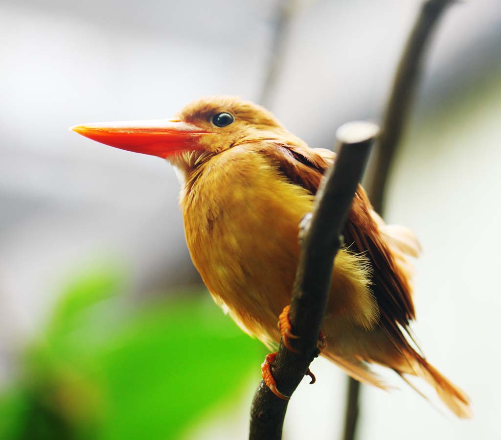 photo, la matire, libre, amnage, dcrivez, photo de la rserve,Ruddy Kingfisher, , , , 