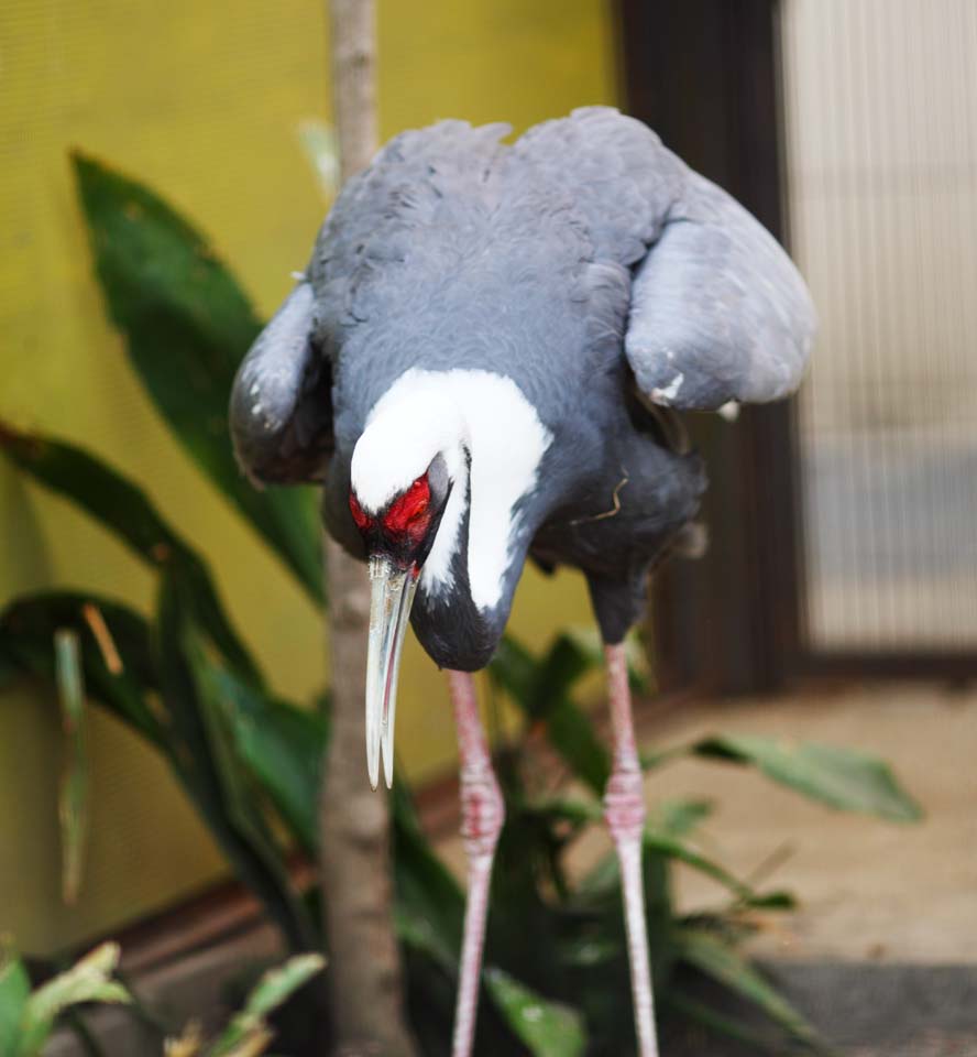 Foto, materieel, vrij, landschap, schilderstuk, bevoorraden foto,Wit-naped crane, , , , 