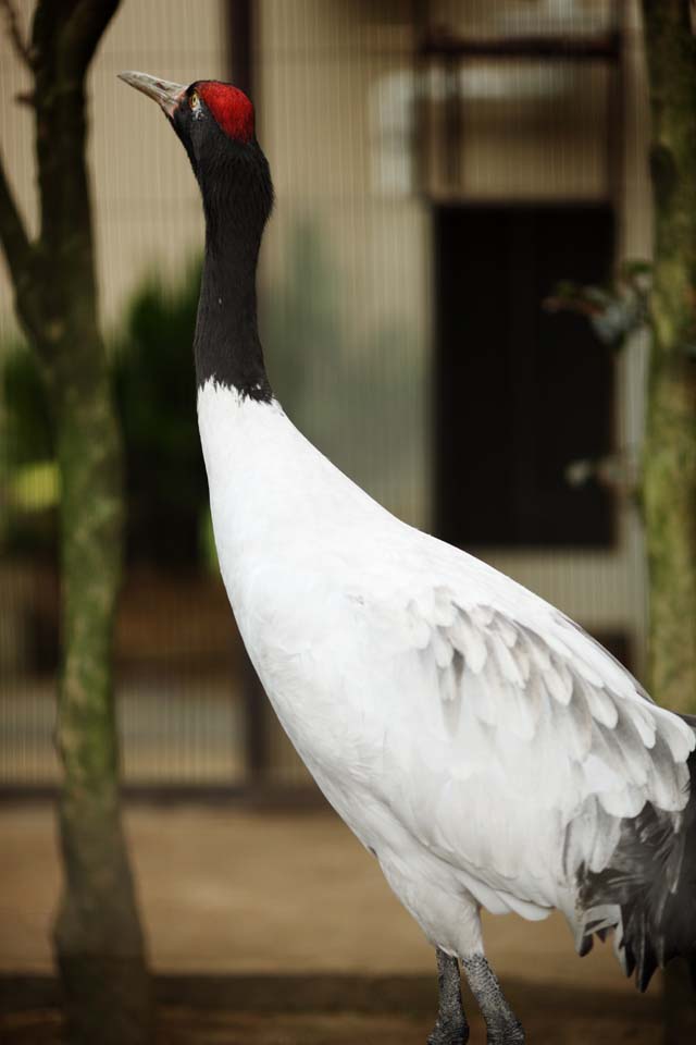 photo,material,free,landscape,picture,stock photo,Creative Commons,Black-necked crane, , , , 