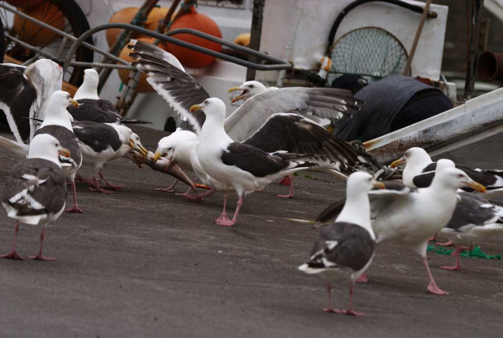 foto,tela,gratis,paisaje,fotografa,idea,Fiesta de gaviotas, Gaviota, , , Fiesta