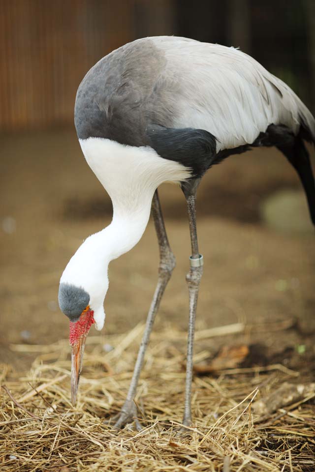 fotografia, materiale, libero il panorama, dipinga, fotografia di scorta,Wattled crane, , , , 