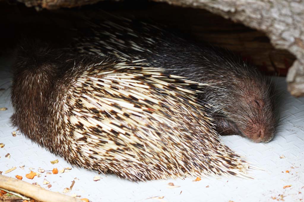 foto,tela,gratis,paisaje,fotografa,idea,Murray Porcupine, , , , 