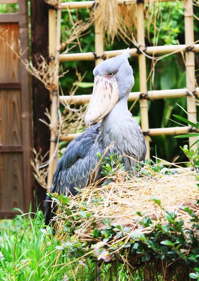 ,  , , ,    ,shoebill, , , , 