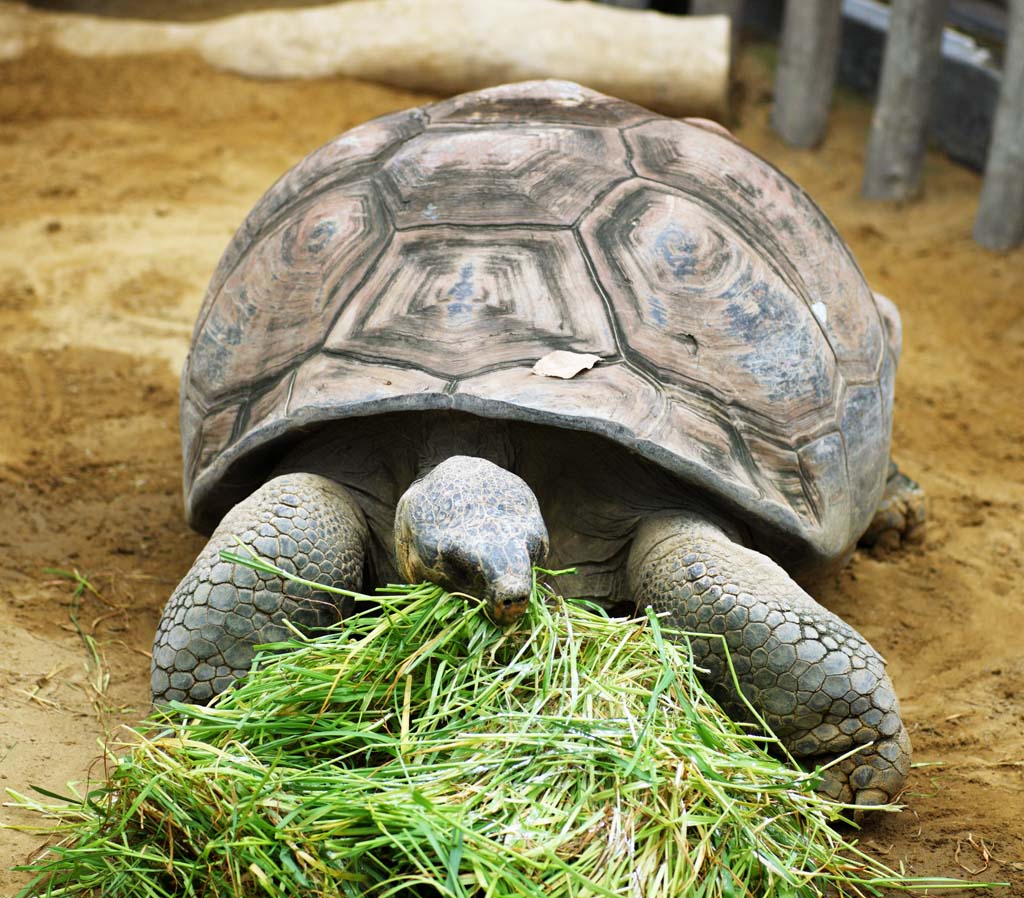 photo,material,free,landscape,picture,stock photo,Creative Commons,Galapagos giant tortoise, , , , 