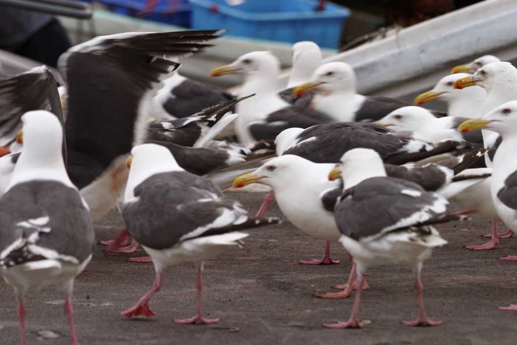 photo, la matire, libre, amnage, dcrivez, photo de la rserve,Le festival de mouettes, mouette, , , festival