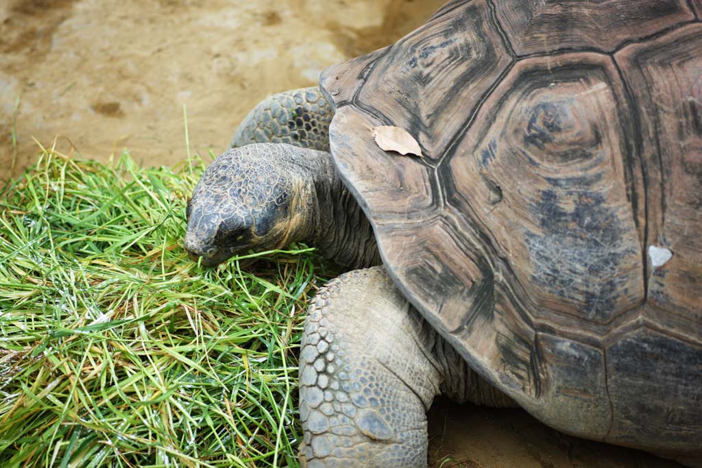 photo,material,free,landscape,picture,stock photo,Creative Commons,Galapagos giant tortoise, , , , 