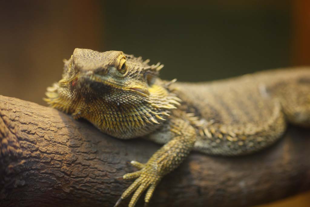 Foto, materieel, vrij, landschap, schilderstuk, bevoorraden foto,Bearded dragon, , , , 