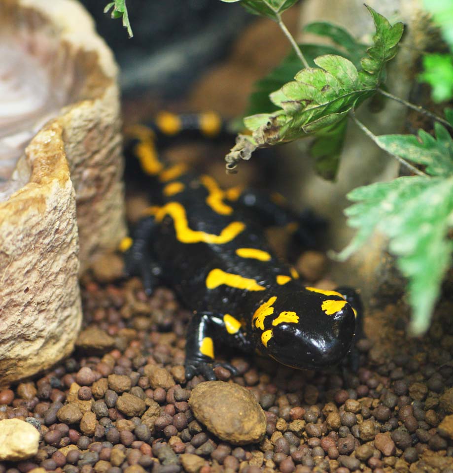 Foto, materieel, vrij, landschap, schilderstuk, bevoorraden foto,Fire Salamander, , , , 