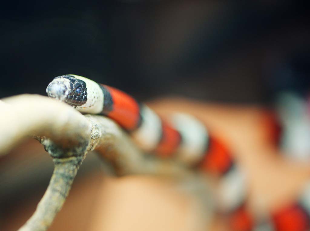 foto,tela,gratis,paisaje,fotografa,idea,Puebla abajo Milk Snake, , , , 