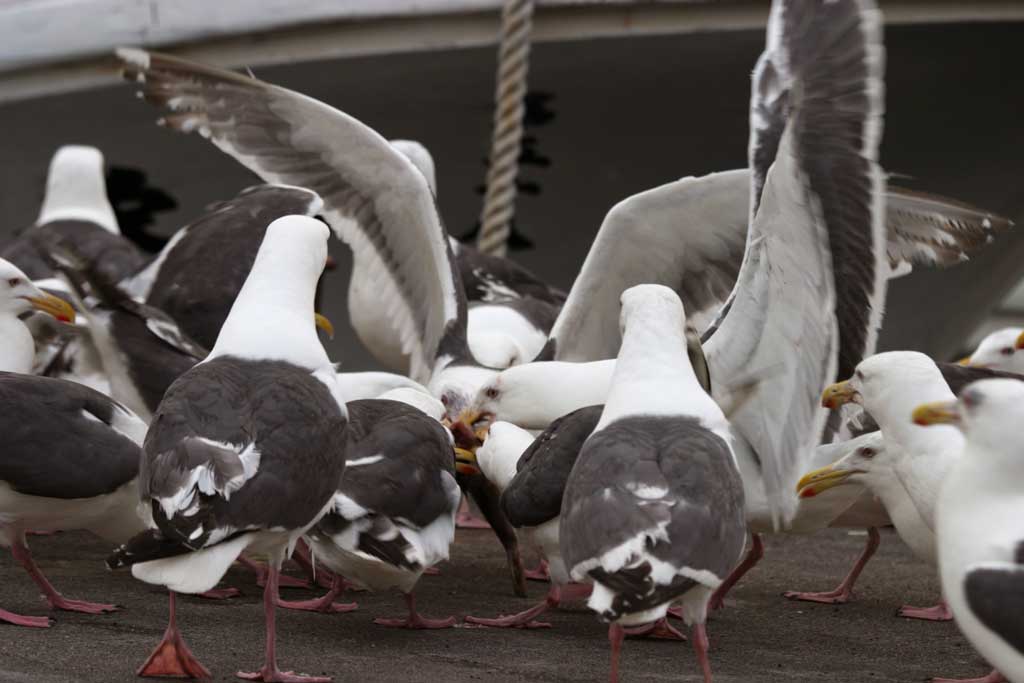 foto,tela,gratis,paisaje,fotografa,idea,Fiesta de gaviotas, Gaviota, , , Fiesta