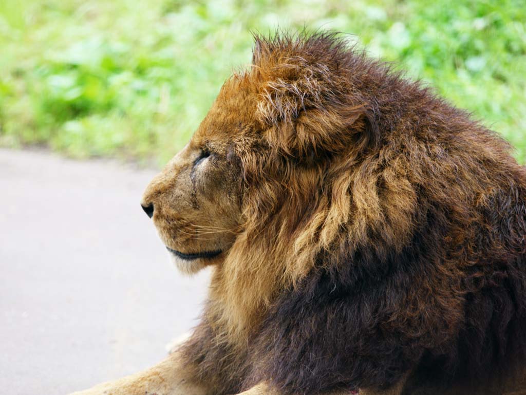 Foto, materieel, vrij, landschap, schilderstuk, bevoorraden foto,Lion, , , , 